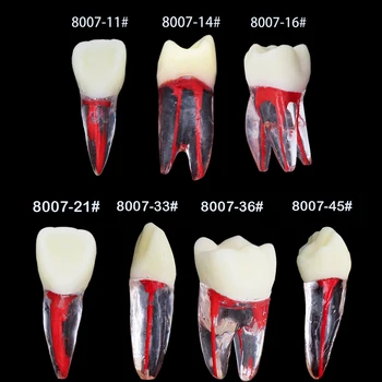 1PC Zubný Koreň Kanál Zub Model Zubov Endodontic Buničiny Dutiny RCT Demo Model pre Zubár Študent Štúdium Praxi zubného lekára Nástroje