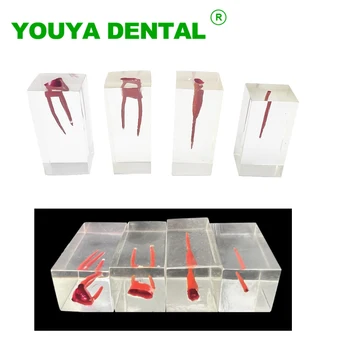 4pcs Zubné Endodontic Model Koreňového Kanála Blok Bielenie Buničiny Dutiny Praxe Prípravy Zub Model Stomatológia RCT Demo pre Učiť Štúdia