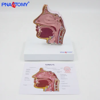 Nosné Model Sinus Turbinate Ústne, Nosové a Krčné Anatomické Výučby Čeľustného Sinus Lekárske Darček Vzdelávacie Zariadenia