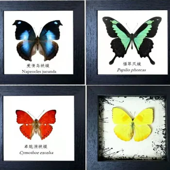 Prírodné Vedy Popularizácia Vzdelávania Výstava Reálne Hmyzu a Motýľ Vzoriek obývacia izba dekorácie domova