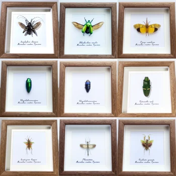 Skutočné Hmyzu Vzor Photo Frame Dekoratívne Maľby Reálne Chrobákov Malé Deti Vedy Rodiny Ozdoby Remesiel Zvláštne Dary